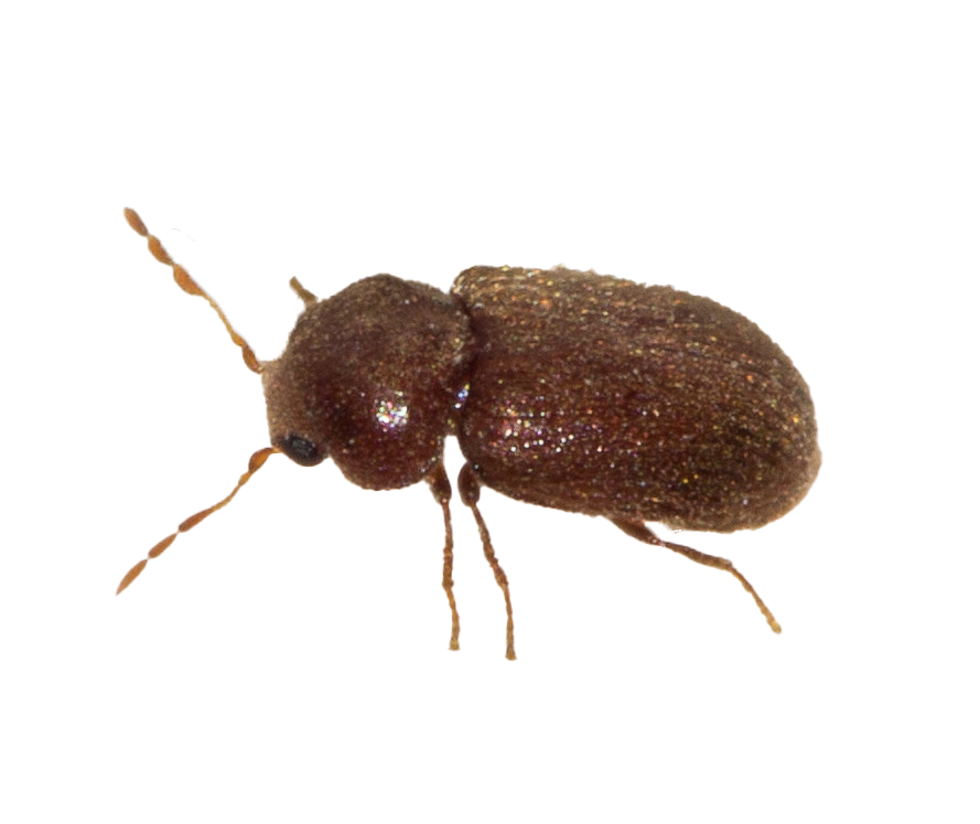 Обработка от жука-точильщика